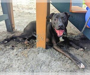 American Staffordshire Terrier Dogs for adoption in Fort Lauderdale, FL, USA