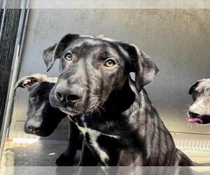 American Pit Bull Terrier Dogs for adoption in San Bernardino, CA, USA
