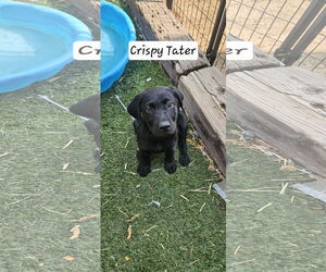 Labrador Retriever Dogs for adoption in Sandy, UT, USA