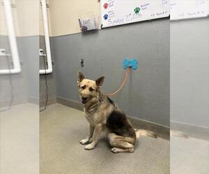 German Shepherd Dog-Unknown Mix Dogs for adoption in Las Vegas, NV, USA