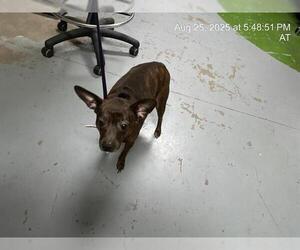 Chihuahua-Unknown Mix Dogs for adoption in Ocala, FL, USA