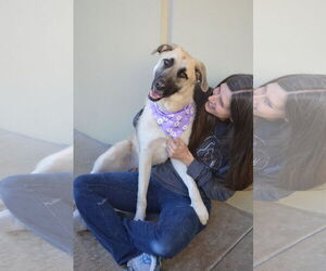 Anatolian Shepherd-Unknown Mix Dogs for adoption in McKinney, TX, USA