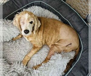 Cocker Spaniel-Unknown Mix Dogs for adoption in Germantown, OH, USA