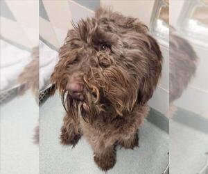Poodle (Standard)-Unknown Mix Dogs for adoption in Plano, TX, USA