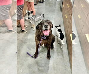Mastiff Dogs for adoption in Salt Lake City, UT, USA
