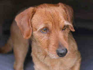 Dachshund Dogs for adoption in Ojai, CA, USA