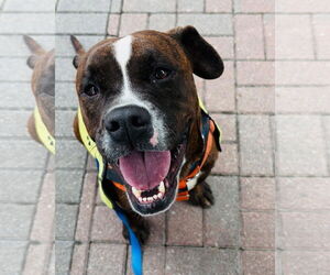 Boxer-Unknown Mix Dogs for adoption in Dumont, NJ, USA