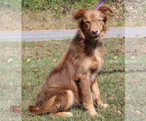 Australian Shepherd-Unknown Mix Dogs for adoption in Prattville, AL, USA