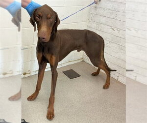 Doberman Pinscher Dogs for adoption in San Bernardino, CA, USA