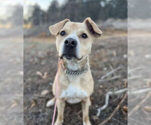 Labrador Retriever-Unknown Mix Dogs for adoption in Foristell, MO, USA
