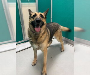 German Shepherd Dog Dogs for adoption in Oklahoma City, OK, USA