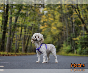 Poodle (Toy) Dogs for adoption in Mt Carmel, PA, USA