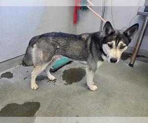 Siberian Husky Dogs for adoption in Camarillo, CA, USA