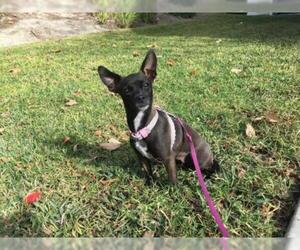 Chiweenie Dogs for adoption in Menifee, CA, USA