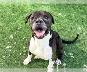 Mutt Dogs for adoption in Orange, CA, USA