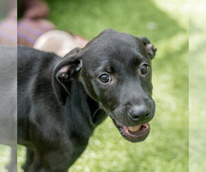 Labrador Retriever-Unknown Mix Dogs for adoption in Hilton Head, SC, USA