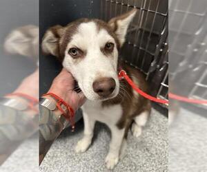 - Mix Dogs for adoption in Houston, TX, USA