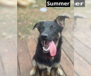 German Shepherd Dog-Unknown Mix Dogs for adoption in Oak Bluffs, MA, USA