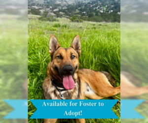 German Shepherd Dog Dogs for adoption in Salinas, CA, USA