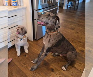 Great Dane Dogs for adoption in Bullard, TX, USA