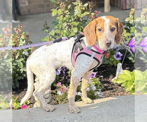 Beagle-Unknown Mix Dogs for adoption in Mundelein, IL, USA