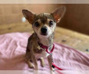 Chihuahua Dogs for adoption in Santa Fe, NM, USA