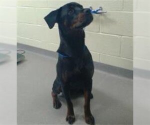 Rottweiler Dogs for adoption in Denver, CO, USA