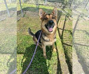 German Shepherd Dog-Unknown Mix Dogs for adoption in Abbeville, LA, USA