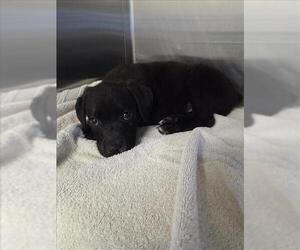 German Shepherd Dog-Unknown Mix Dogs for adoption in Norco, CA, USA