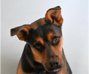 American Pit Bull Terrier-German Shepherd Dog Mix Dogs for adoption in Fort Collins, CO, USA
