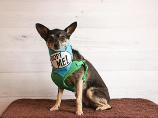 Chihuahua-Unknown Mix Dogs for adoption in Pacific Grove, CA, USA