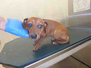 Dachshund Dogs for adoption in Mobile, AL, USA