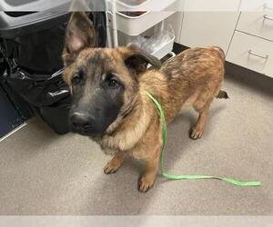 Mutt Dogs for adoption in HESPERIA, CA, USA