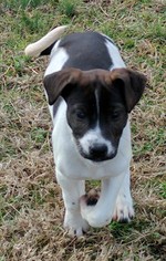 Lab-Pointer Dogs for adoption in Rowayton, CT, USA