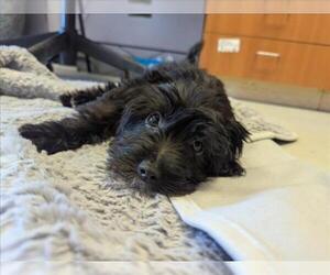 Shih Tzu-Unknown Mix Dogs for adoption in Santa Cruz, CA, USA