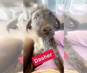 Mastador Dogs for adoption in Holly Springs, NC, USA