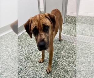Black Mouth Cur Dogs for adoption in Salisbury, NC, USA