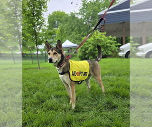 Gerberian Shepsky Dogs for adoption in Foristell, MO, USA