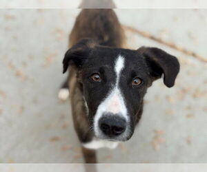 Collie Dogs for adoption in Tulsa, OK, USA
