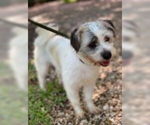 Shih Tzu Dogs for adoption in Waco, TX, USA