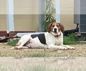 Coonhound Dogs for adoption in Augusta, WV, USA