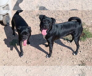 Pug-Unknown Mix Dogs for adoption in Peralta, NM, USA