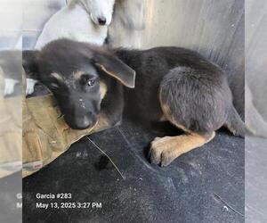 German Shepherd Dog-Unknown Mix Dogs for adoption in San Antonio, TX, USA