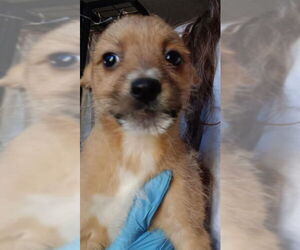Toxirn Dogs for adoption in Grafton, WI, USA