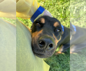 Rottweiler Dogs for adoption in Hillsboro, NH, USA