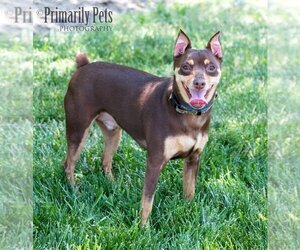 Miniature Pinscher Dogs for adoption in Hendersonville, TN, USA