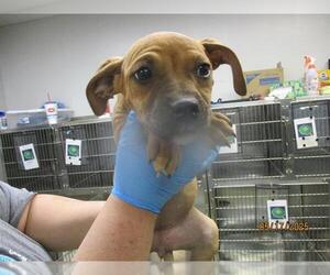 American Pit Bull Terrier-Unknown Mix Dogs for adoption in Oklahoma City, OK, USA