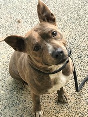 American French Bull Terrier Dogs for adoption in Seattle, WA, USA
