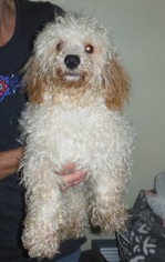 Poodle (Miniature) Dogs for adoption in Commerce, GA, USA