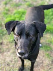 Labrador Retriever Dogs for adoption in Thibodaux, LA, USA